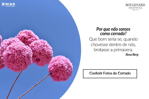 Exposição Zuleika de Souza sobre o Cerrado